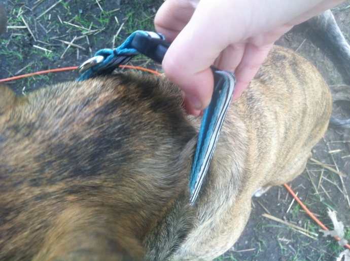 Fitting a buckle collar